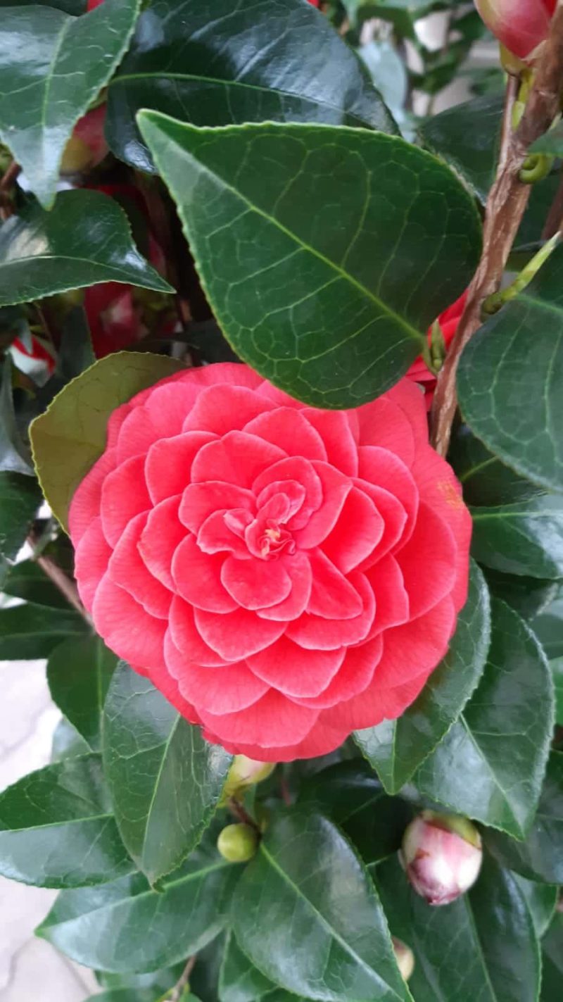 Camellia Japonica Black Lace - rood - Afbeelding 6