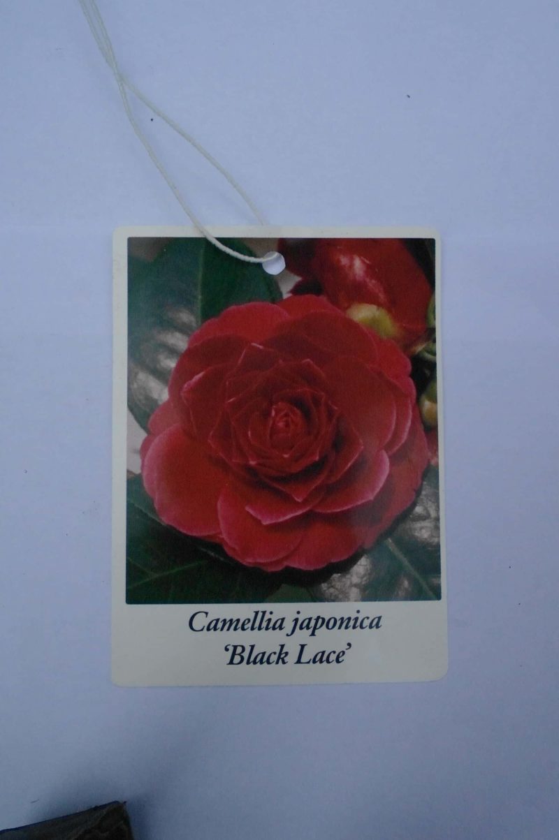 Camellia Japonica Black Lace - rood - Afbeelding 5