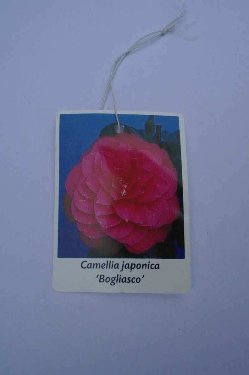 Camellia Japonica 'Bogliasco' - roze - Afbeelding 4