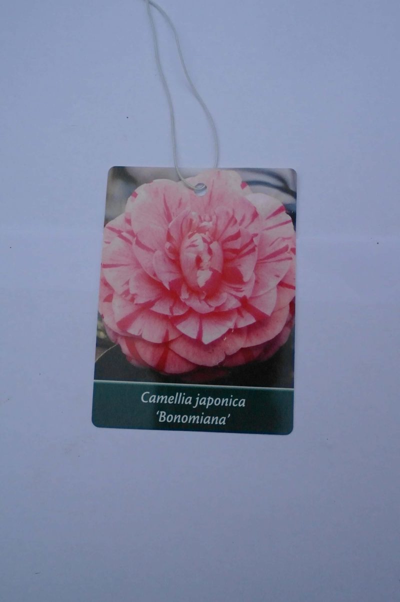 Camellia Japonica 'Bonomiana' - roze - Afbeelding 5