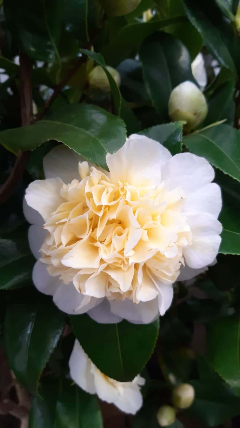 Camellia Japonica 'Brushfield's Yellow' - geel-wit - Afbeelding 4