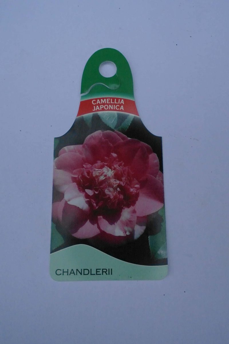 Camellia Japonica 'Chandlerii' - Afbeelding 5