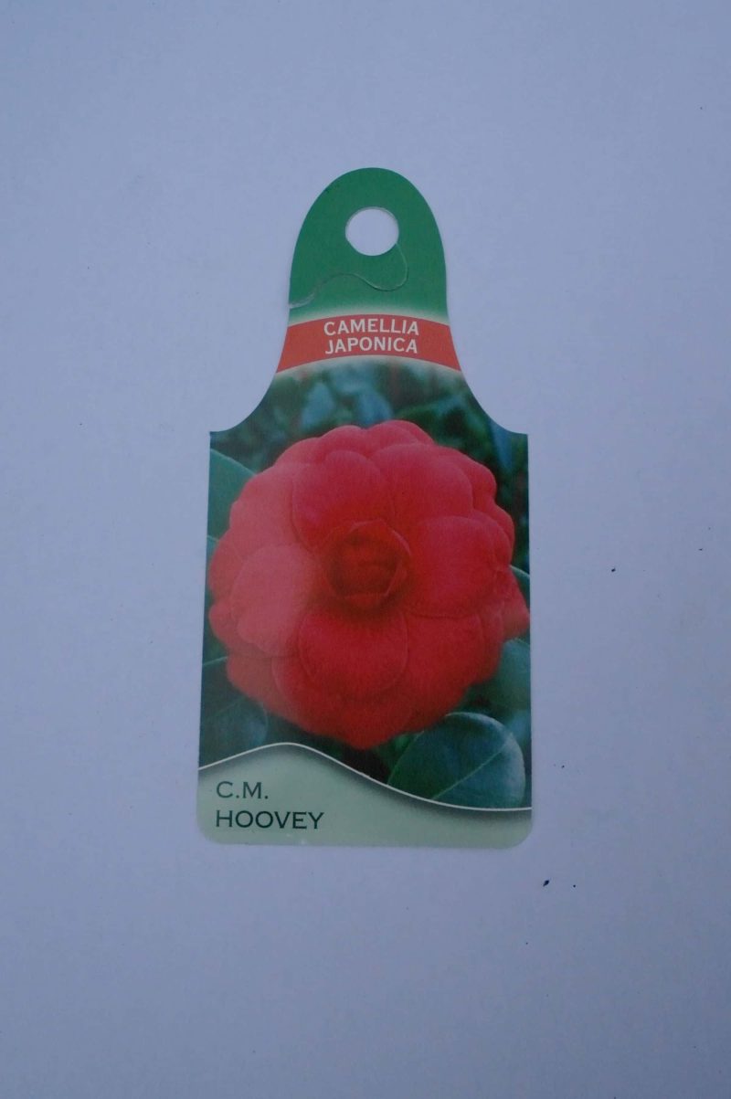 Camellia Japonica 'Cm Hovey' - Afbeelding 5