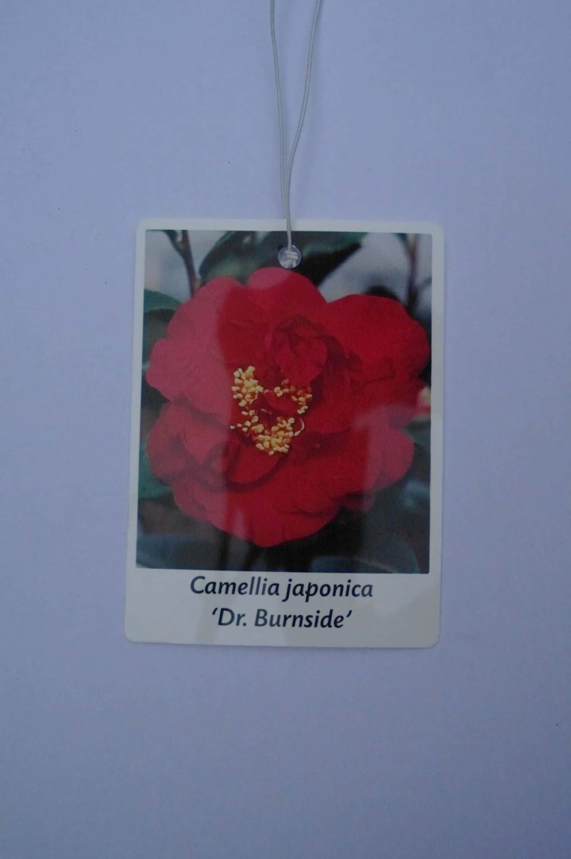 Camellia Japonica 'Dr. Burnside' - rood - Afbeelding 5