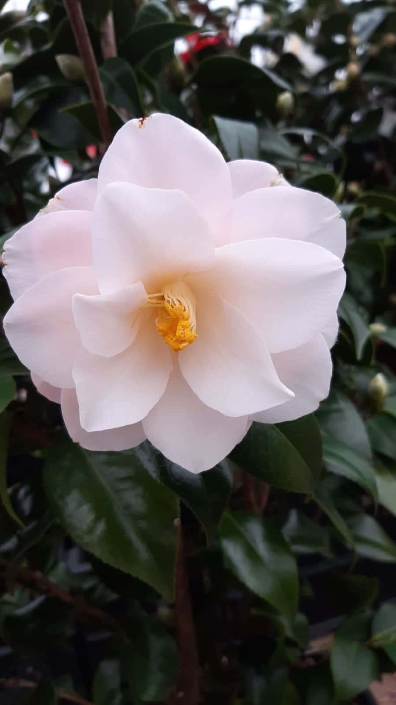Camellia Japonica 'Hagoromo' - ivoor - Afbeelding 5