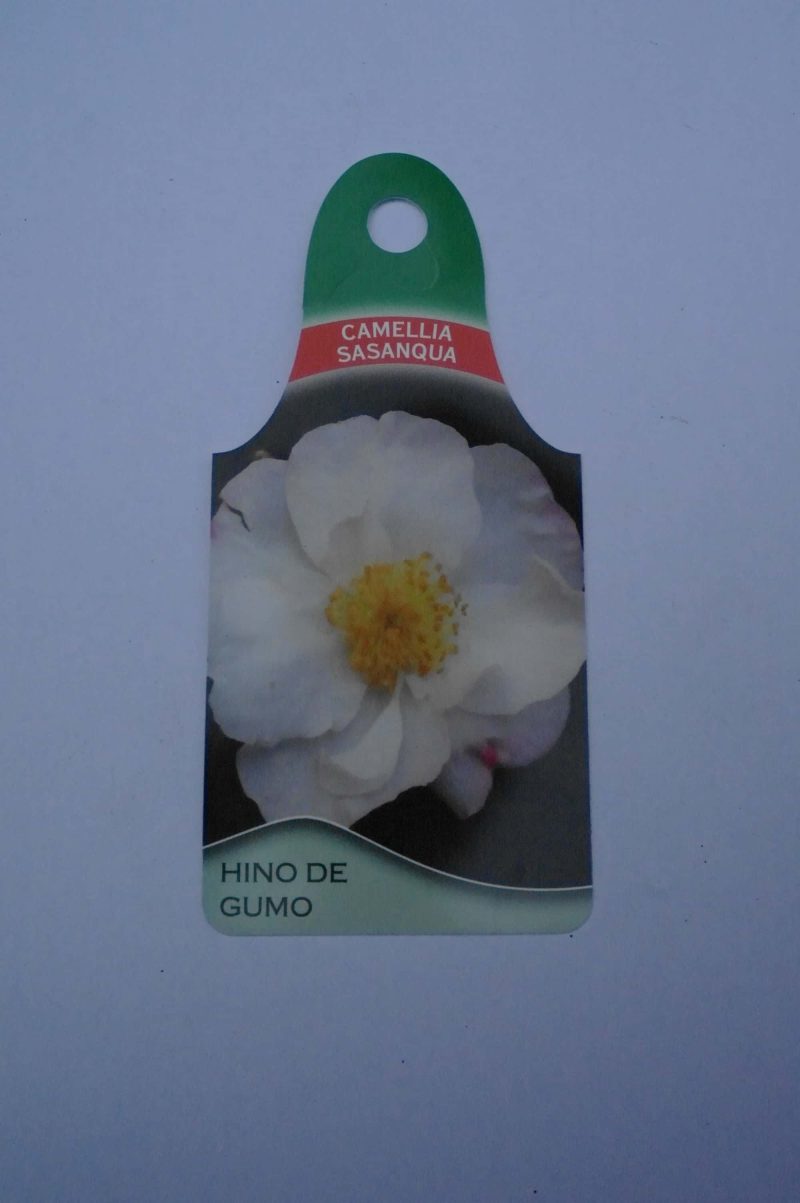 Camellia Sasanqua Hino de Gumo - Afbeelding 4