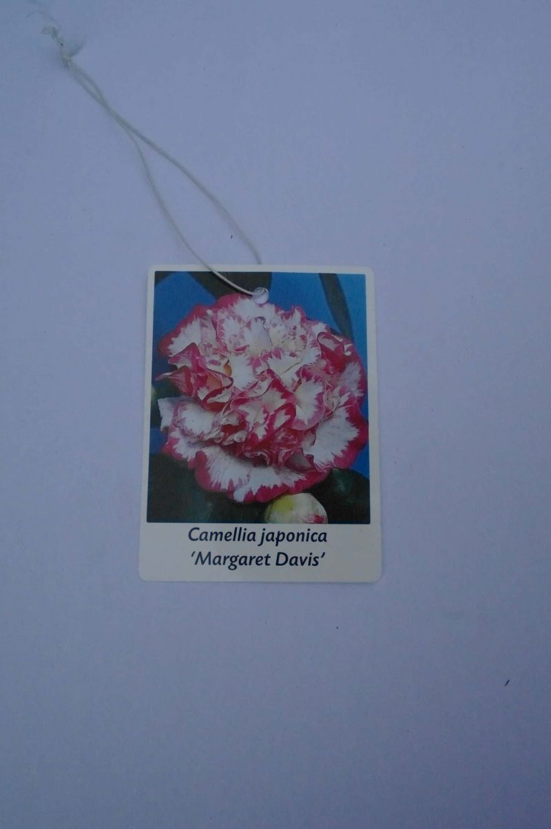 Camellia Japonica 'General Coletti' - Japanse Roos rood-wit - Afbeelding 4