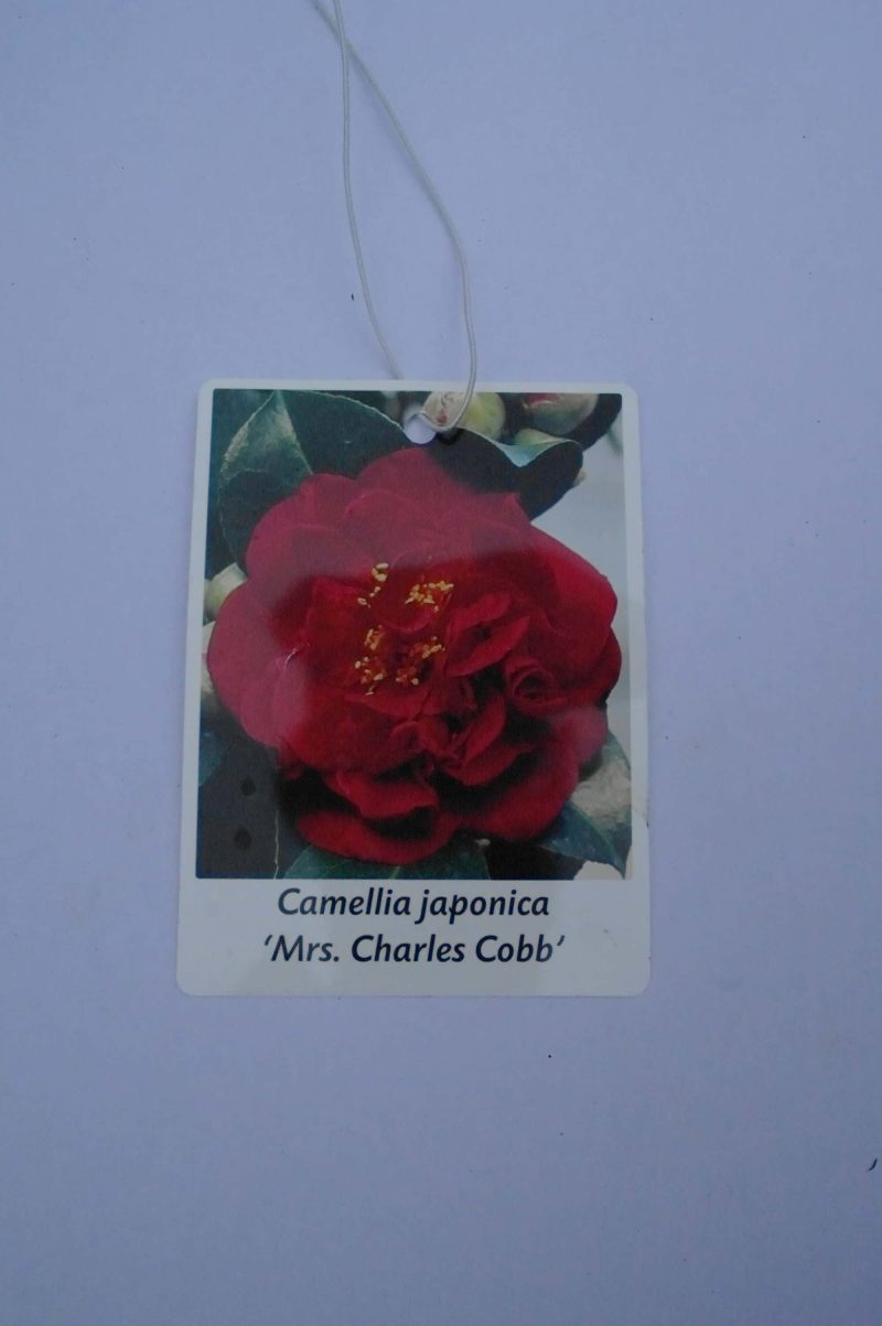 Camellia Japonica 'Mrs Charles Cobb' - rood - Afbeelding 4