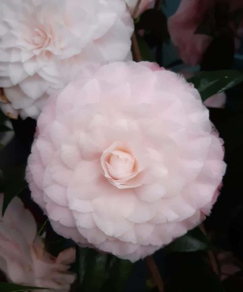 Camellia Japonica 'Nuccio's Pearl' - Japanse Roos roze