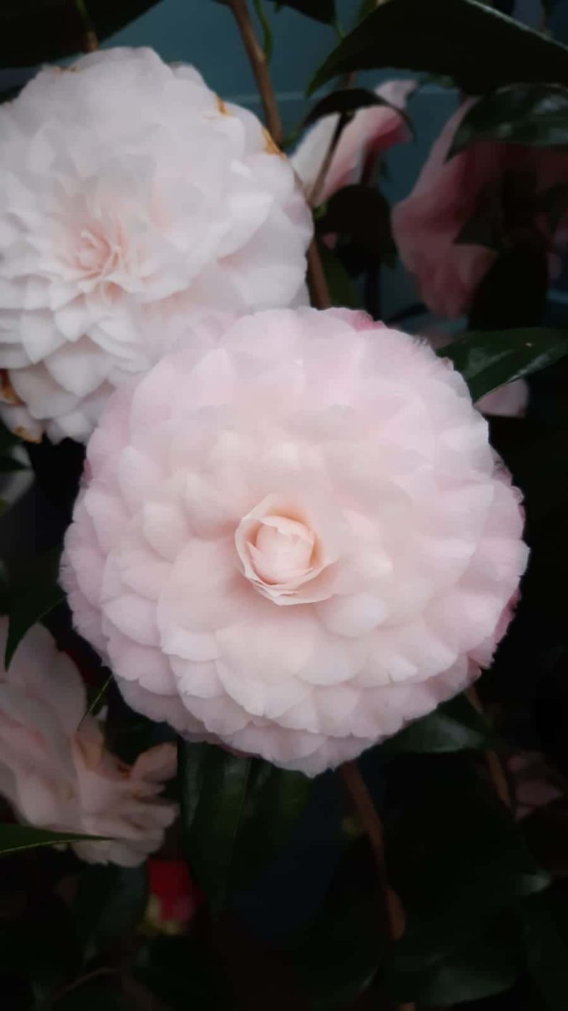 Camellia Japonica 'Nuccio's Pearl' - Japanse Roos roze