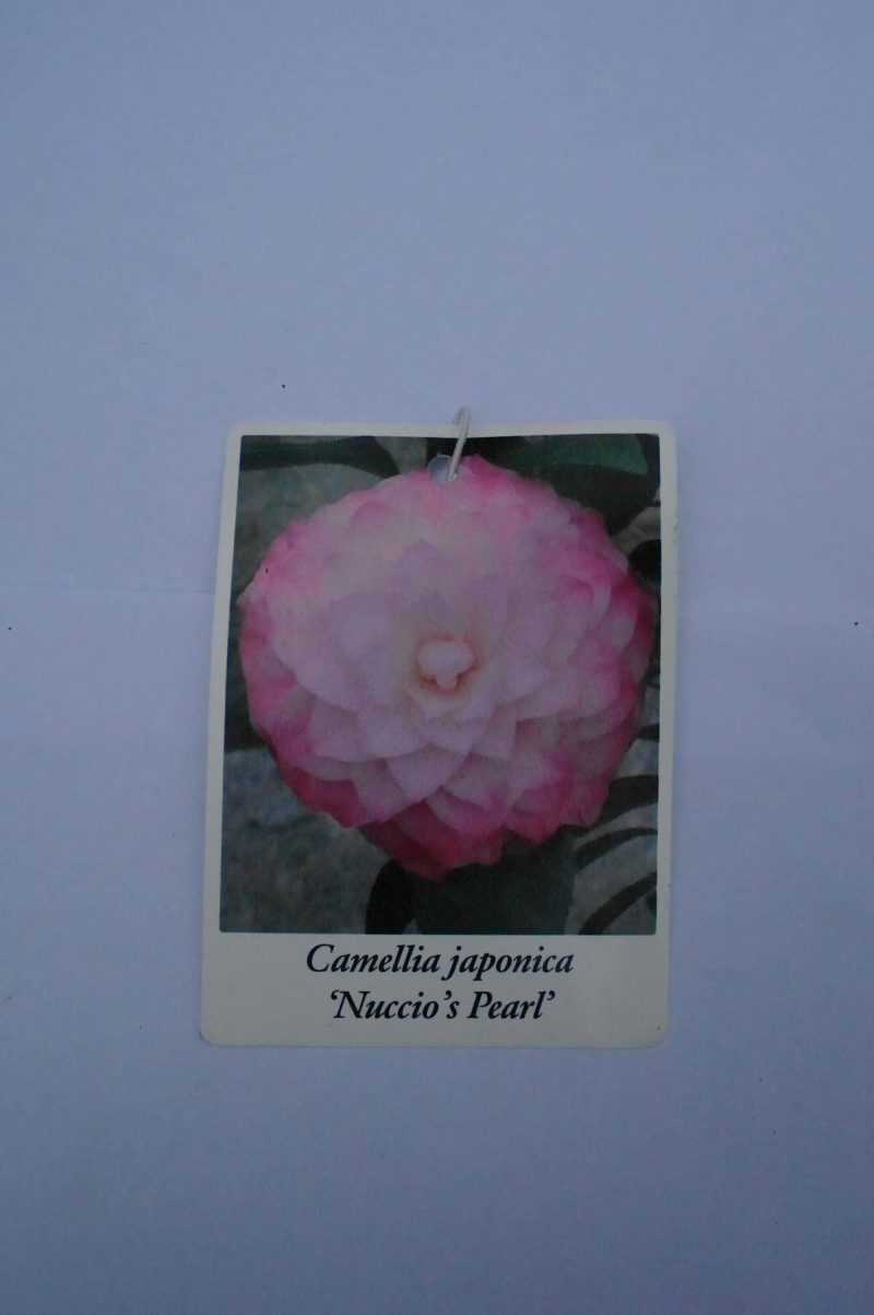 Camellia Japonica 'Nuccio's Pearl' - Japanse Roos roze - Afbeelding 5