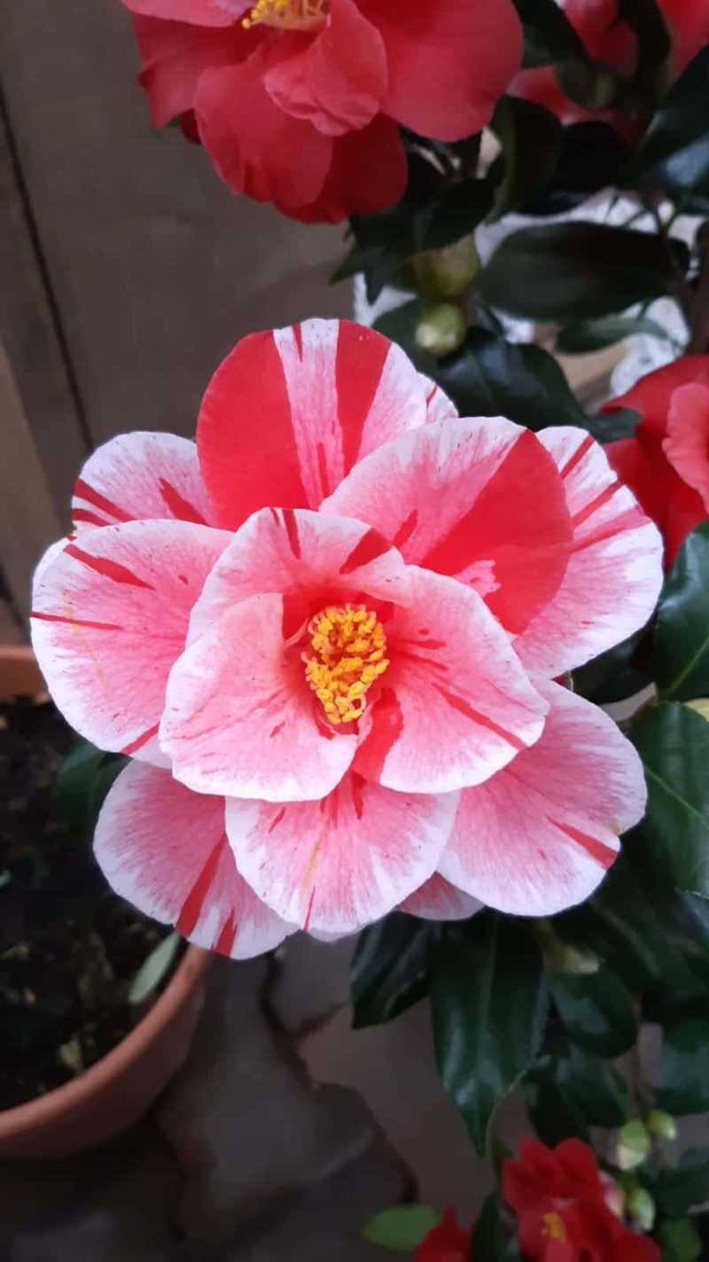 Camellia Japonica 'Tricolour' - roze - Afbeelding 4