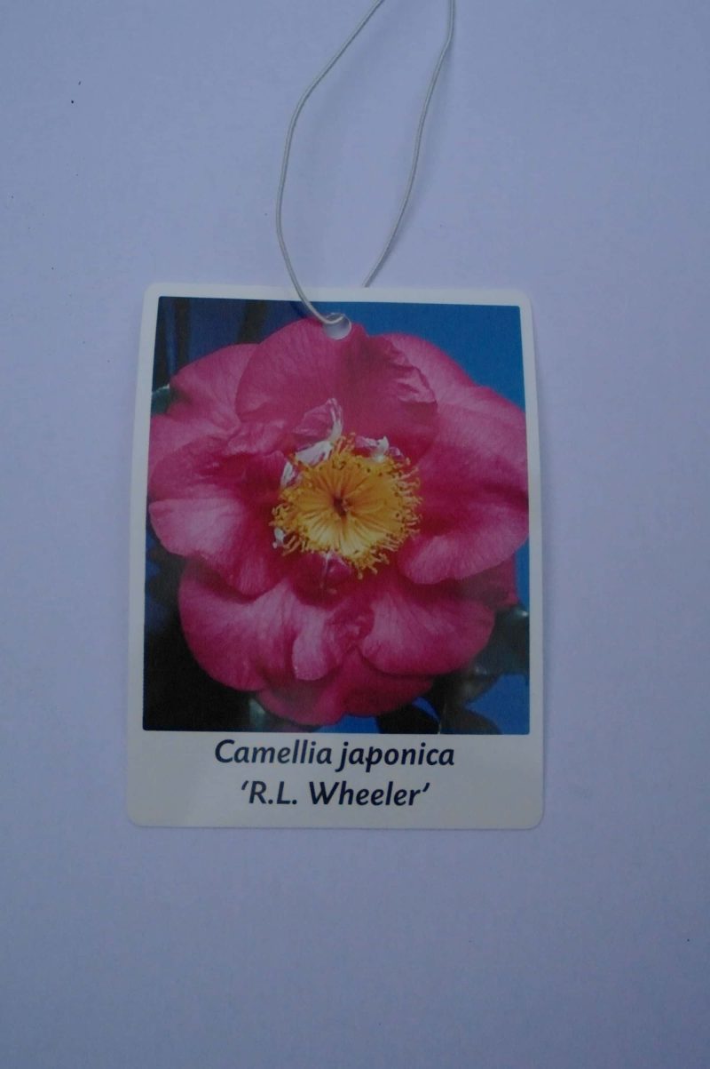 Camellia Japonica 'RL Wheeler' - Afbeelding 5