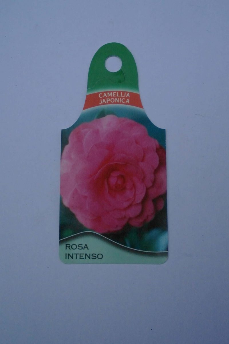 Camellia Japonica Intenso - Afbeelding 2