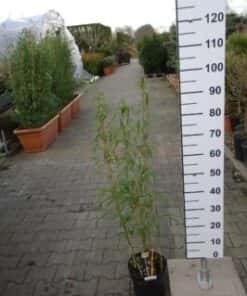 Fargesia Robusta 'Campbell'
