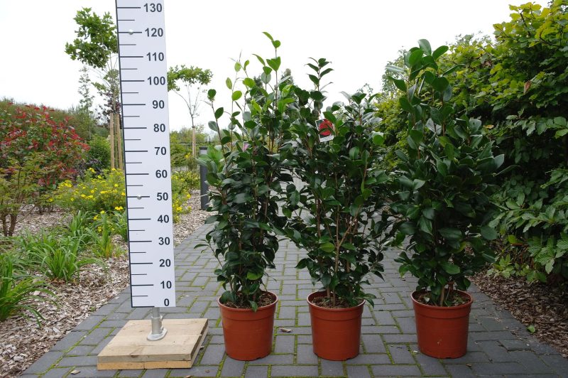 Camellia Japonica 'Dr. Burnside' - rood - Afbeelding 4