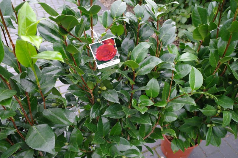 Camellia Japonica 'Dr. Burnside' - rood - Afbeelding 3