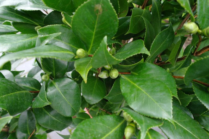 Camellia Japonica 'Tricolor' - Afbeelding 2
