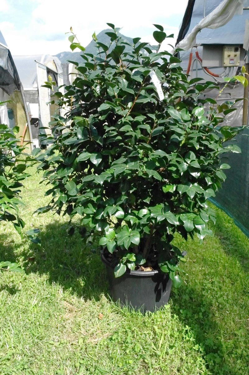 Camellia Japonica