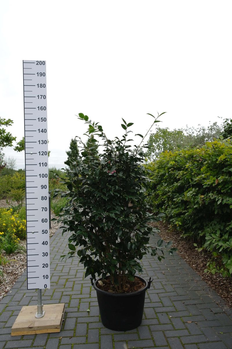 Camellia Japonica 'Chandlerii' - Afbeelding 2