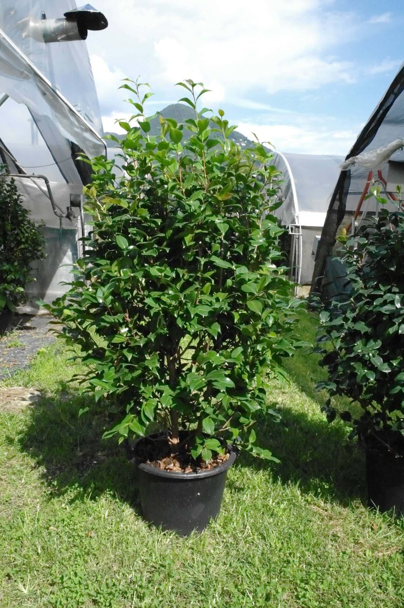 Camellia Japonica