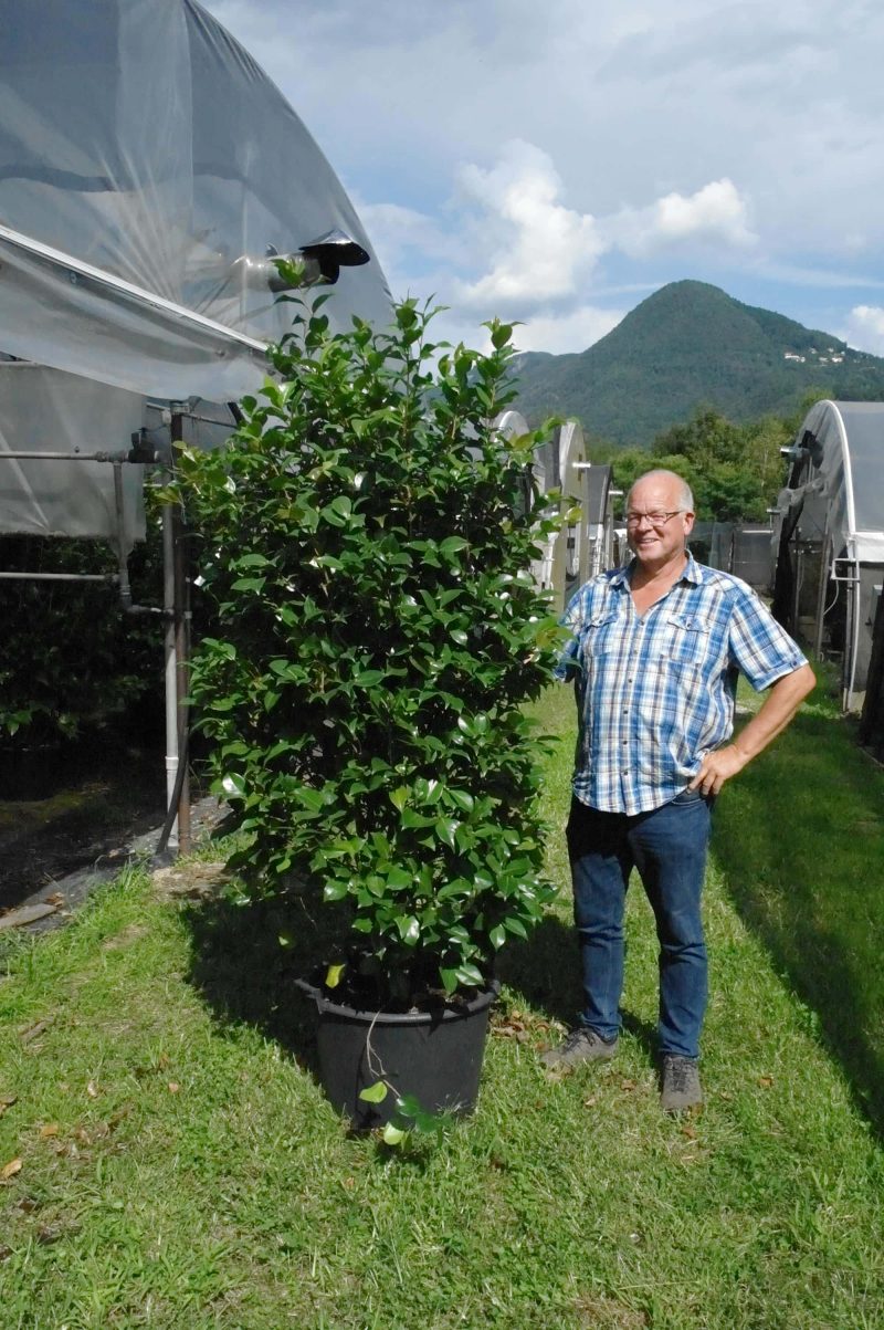 Camellia Japonica