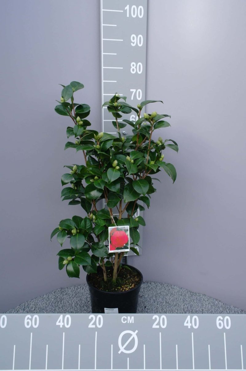 Camellia Japonica 'Australis' - rood-roze