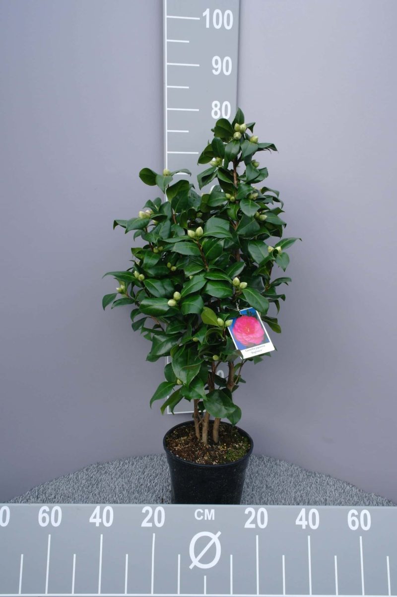 Camellia Japonica 'Bogliasco' - roze