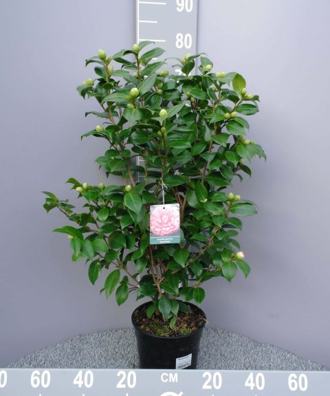 Camellia Japonica 'Bonomiana' - roze