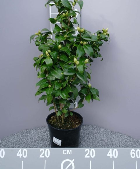 Camellia Japonica 'Brushfield's Yellow' - geel-wit