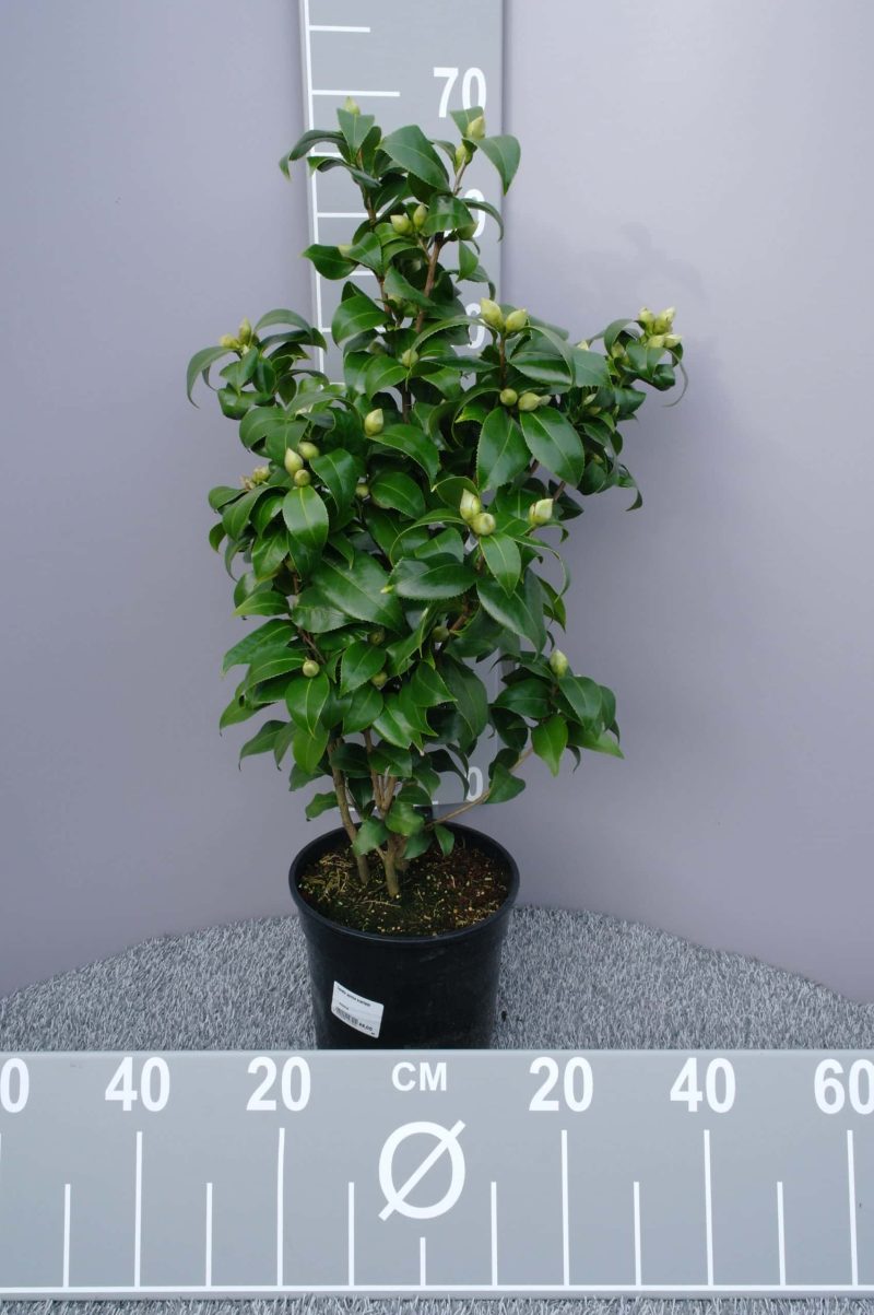 Camellia Japonica 'Brushfield's Yellow' - geel-wit
