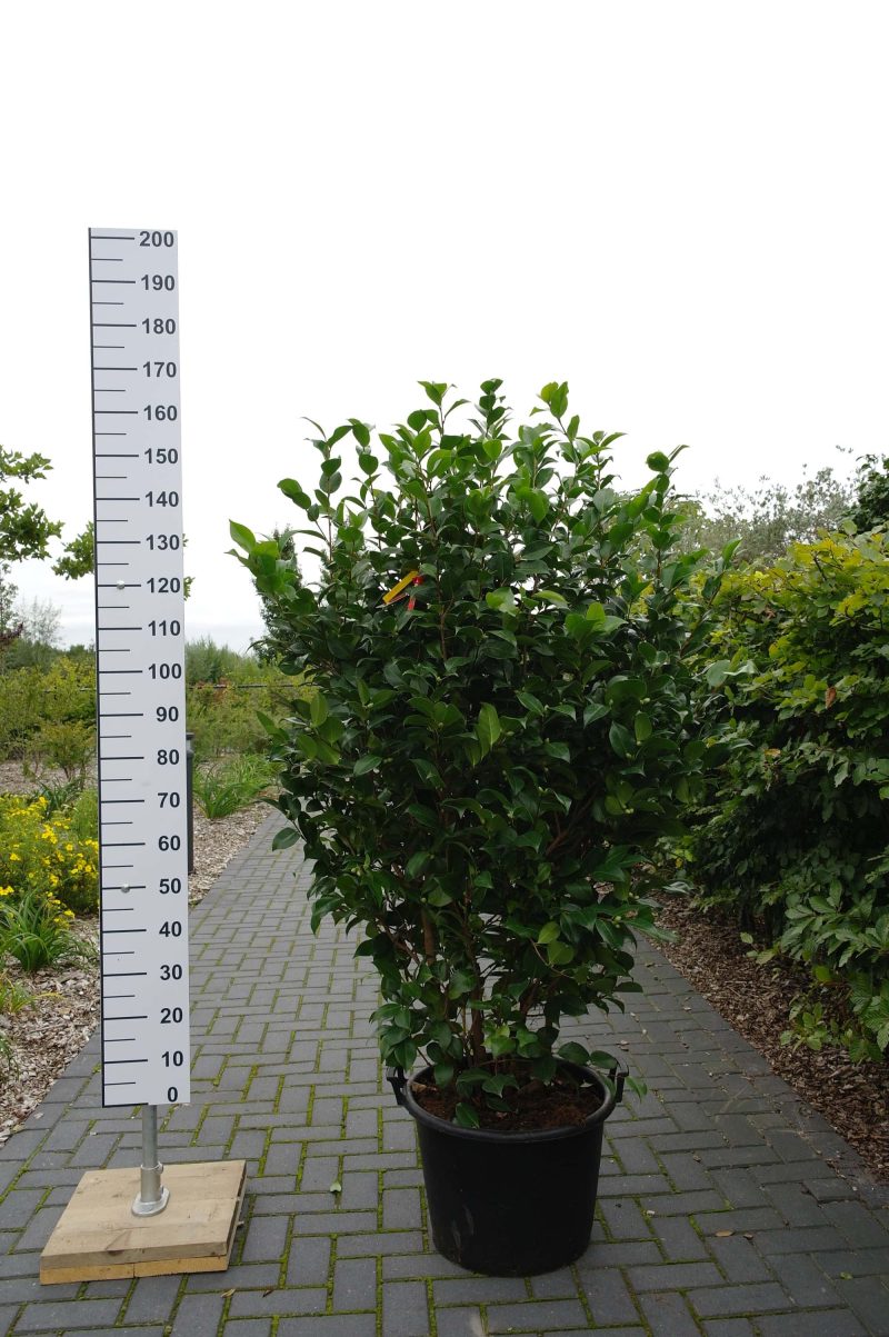 Camellia Japonica 'Chandlerii' - Afbeelding 3