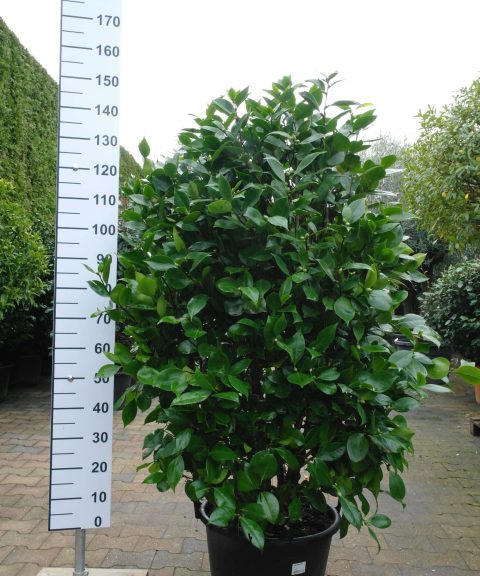 Camellia Japonica 'rosso'
