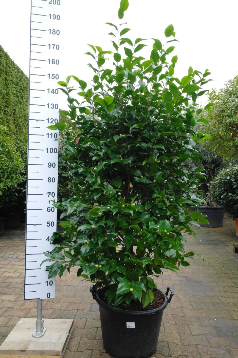Camellia Japonica 'Dr Burnside' - Afbeelding 6