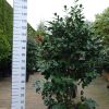 Camellia Japonica 'Chandlerii'