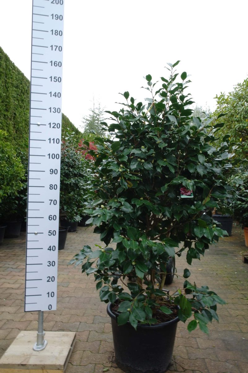 Camellia Japonica 'Chandlerii'