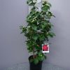 Camellia Japonica 'Mrs Charles Cobb' - rood