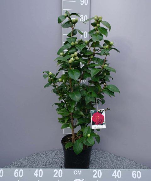 Camellia Japonica 'Mrs Charles Cobb' - rood