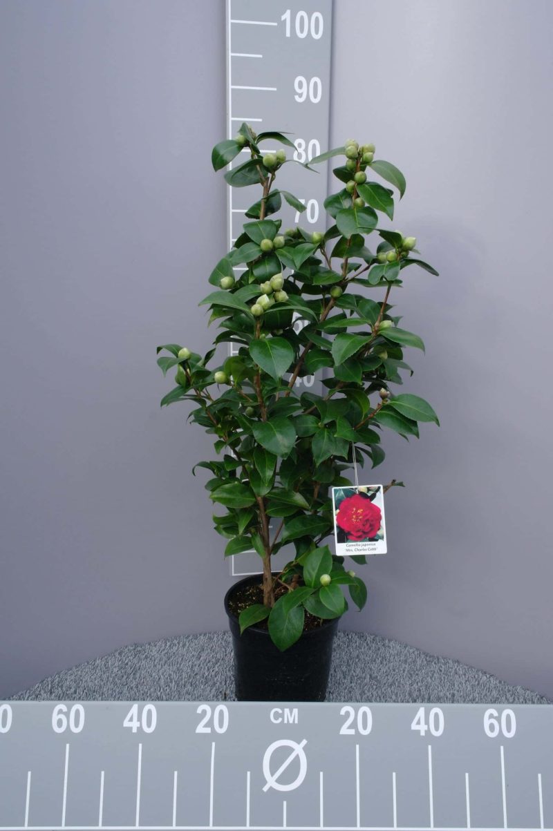 Camellia Japonica 'Mrs Charles Cobb' - rood