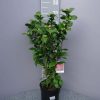 Camellia Japonica 'Dr. Burnside' - rood