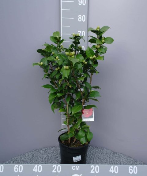Camellia Japonica 'Dr. Burnside' - rood