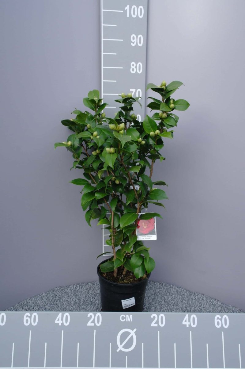 Camellia Japonica 'Dr. Burnside' - rood