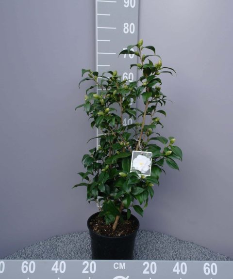 Camellia Japonica 'Hagoromo' - ivoor
