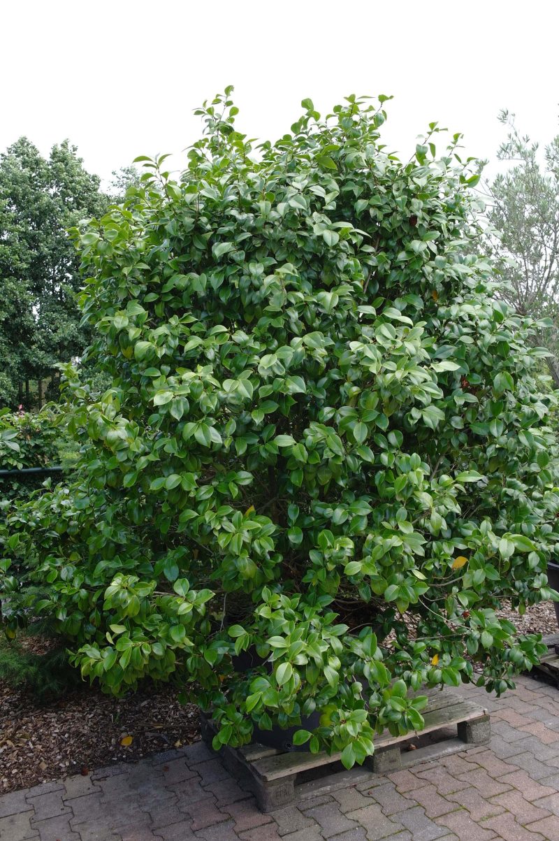 Camellia Japonica