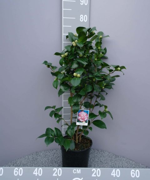 Camellia Japonica 'General Coletti' - Japanse Roos rood-wit