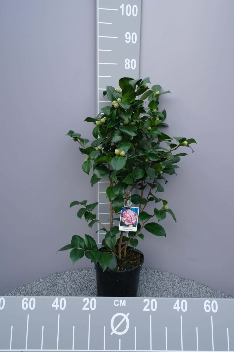 Camellia Japonica 'General Coletti' - Japanse Roos rood-wit