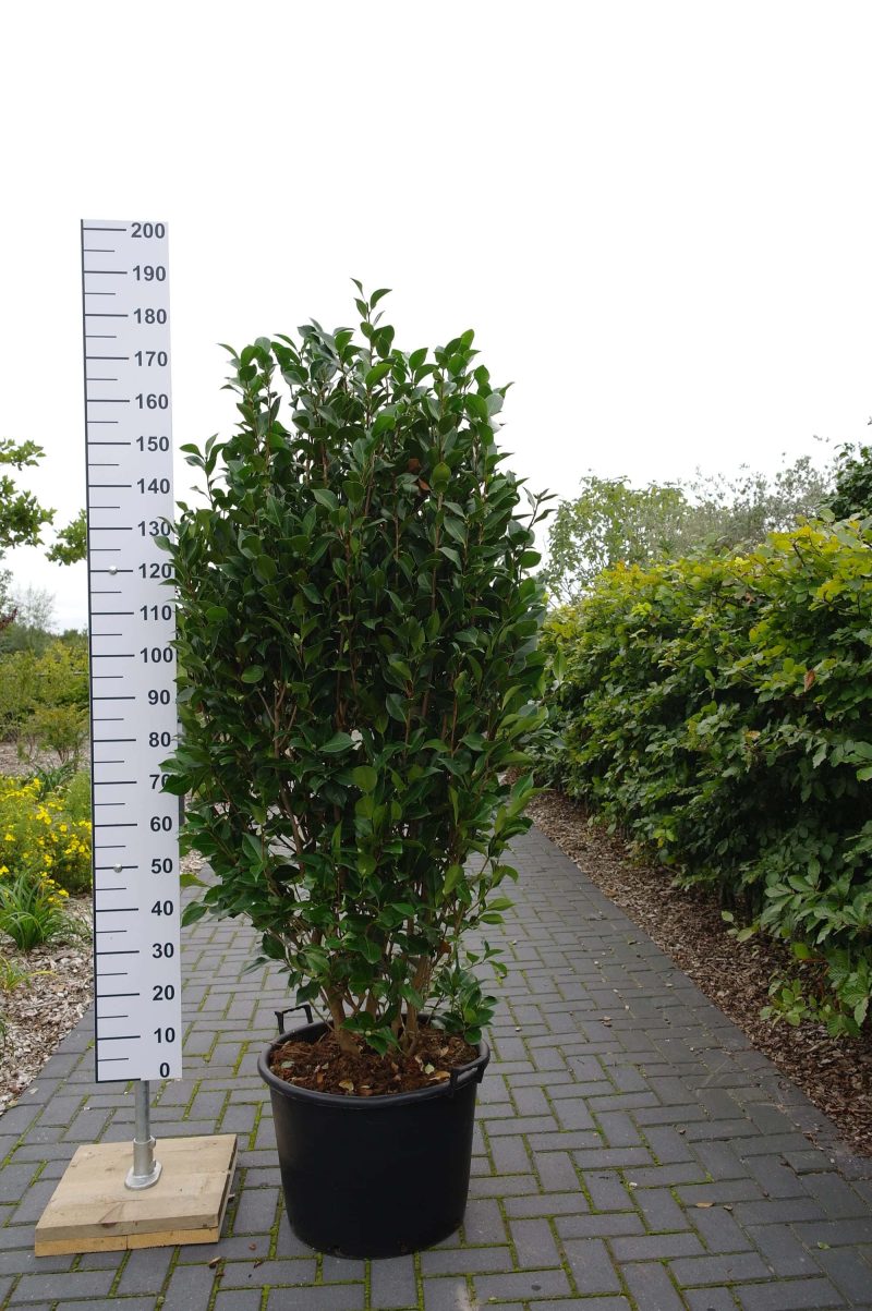 Camellia Japonica 'Chandlerii' - Afbeelding 4