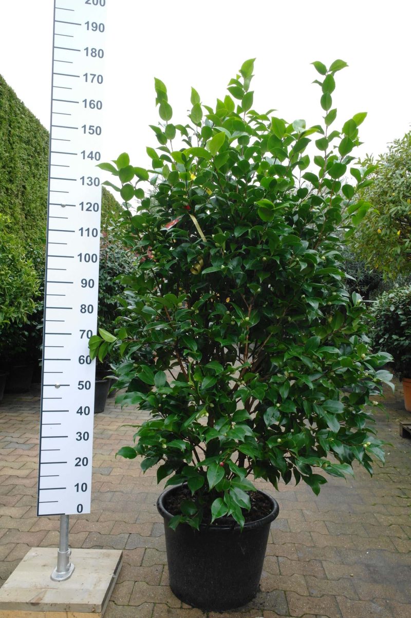 Camellia Japonica 'Margaret Wells'
