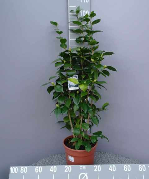 Camellia Japonica 'Nuccio's Gem'