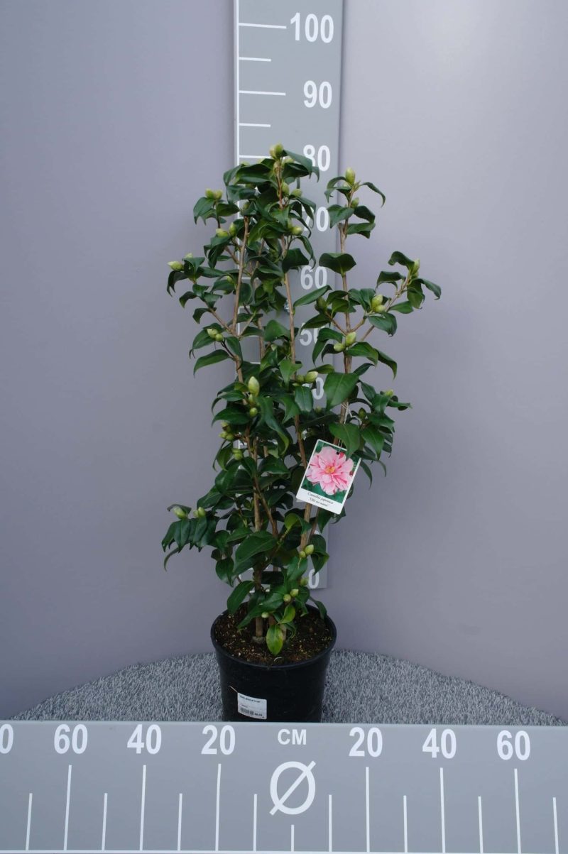 Camellia Japonica 'Tricolour' - roze
